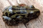 Toad Venom of Bubbling Kassina