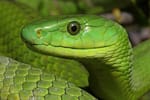 Green mamba snake Venom
