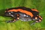 Phrynomantis bifasciatus Toad